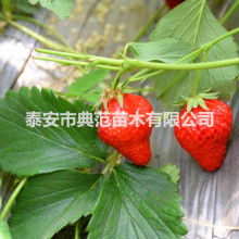 蒼南縣誠(chéng)寶日用品廠業(yè)務(wù)銷售部 專業(yè)打造清新空間，一站式日用百貨服務(wù)